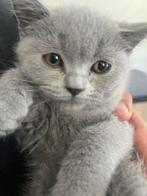 Brits Korthaar Kitten / katertje, Kater, Gechipt, 0 tot 2 jaar