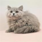 Britse Langhaar (kattinnetjes) kittens te koop, Gechipt, 0 tot 2 jaar, Poes