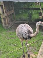 Emoe's zoeken nieuwe thuis, Dieren en Toebehoren, Pluimvee
