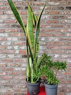 Vetplant in pot.10€, Enlèvement, Plante succulente, En pot