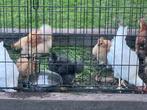 Zijde hoen, Dieren en Toebehoren, Pluimvee, Meerdere dieren, Kip