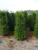 Overstock Taxus baccata 120/140, Tuin en Terras, Ophalen, Taxus, Haag, 100 tot 250 cm