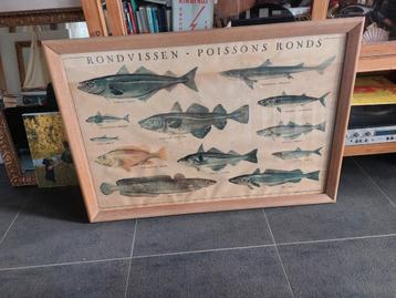 Wandplaat in zware lijst 'Rondvissen-Poissons Ronds' beschikbaar voor biedingen