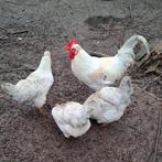 Mooie jonge opal legbar haan 2025