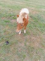 Ponny, Dieren en Toebehoren, Schapen, Geiten en Varkens