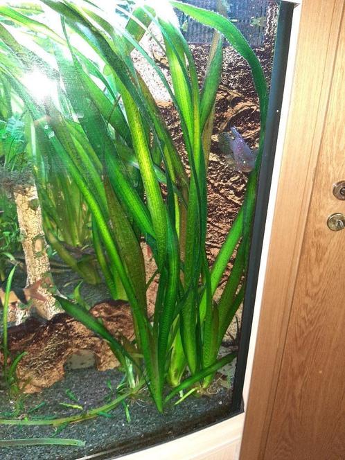 Reuzevallisneria - Vallisneria gigantea : 2 meter planten, Animaux & Accessoires, Poissons | Poissons d'aquarium, Poisson d'eau douce