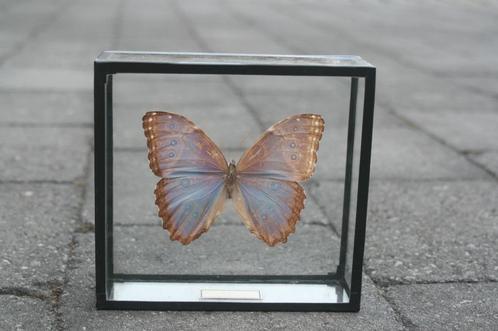 Blauwe vlinder uit Zuid Amerika (in glazen kader), Verzamelen, Dierenverzamelingen, Zo goed als nieuw, Opgezet dier, Insect, Ophalen of Verzenden
