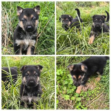 Duitse herder pups beschikbaar voor biedingen