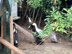 3 loopeenden te koop, Dieren en Toebehoren, Eend