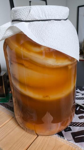 Kombucha scoby  beschikbaar voor biedingen