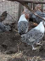 Zilverbrakels, Dieren en Toebehoren, Pluimvee