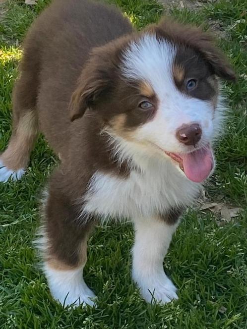 Border collie pups, Dieren en Toebehoren, Honden | Herdershonden en Veedrijvers, Meerdere dieren, Collie, Fokker | Professioneel