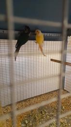 Crème ino Lutino, Dieren en Toebehoren