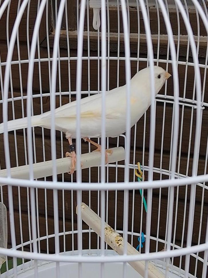 ZEER GOED FLUITENDE KLEURKANARIES met of zonder KOOI, Dieren en Toebehoren, Vogels | Kanaries, Zangkanarie, Meerdere dieren