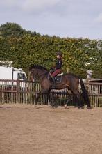 Brave 13-jarige Z ruin, Dieren en Toebehoren, Z, Gechipt, Ruin, Dressuurpaard