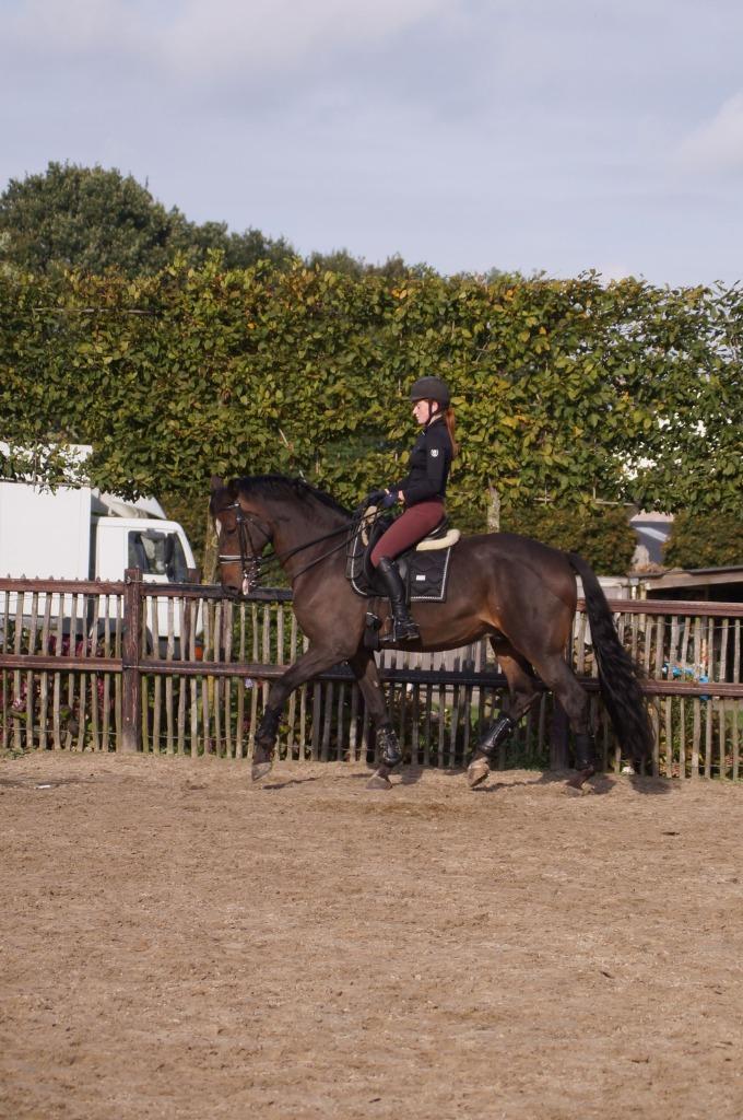 Brave 13-jarige Z ruin, Dieren en Toebehoren, Paarden, Ruin, Z, 170 tot 175 cm, 11 jaar of ouder, Dressuurpaard, Met stamboom