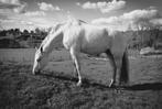 Box Chevaux DSL IX, 1 paard of pony, Weidegang
