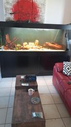 Aquarium 2m, Dieren en Toebehoren, Ophalen