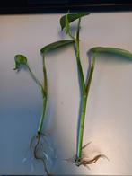 Twee goed gewortelde epipremnum aureum stekken, Maison & Meubles, Plantes d'intérieur, Ombre partielle, Plante verte, Enlèvement ou Envoi