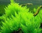 aquariummos, Enlèvement, Neuf, Plante(s), Pierre ou Bois