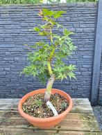 Bonsai Acer Palmatum, Ophalen