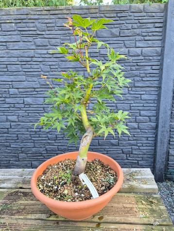 Bonsai Acer Palmatum  beschikbaar voor biedingen