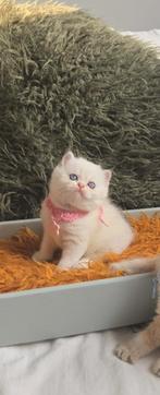 British shorthair, Dieren en Toebehoren, Katten en Kittens | Raskatten | Korthaar, Poes, Gechipt, 0 tot 2 jaar