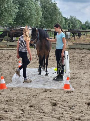 Leuke C pony merrie beschikbaar voor biedingen