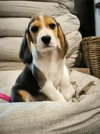 Chiots Beagle, nés ici, à vendre, Animaux & Accessoires, Parvovirose, Plusieurs, Belgique, 8 à 15 semaines