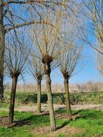 Salix alba / knotwilg, Tuin en Terras, Ophalen of Verzenden