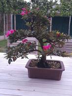 Azalea bonsai, Ophalen