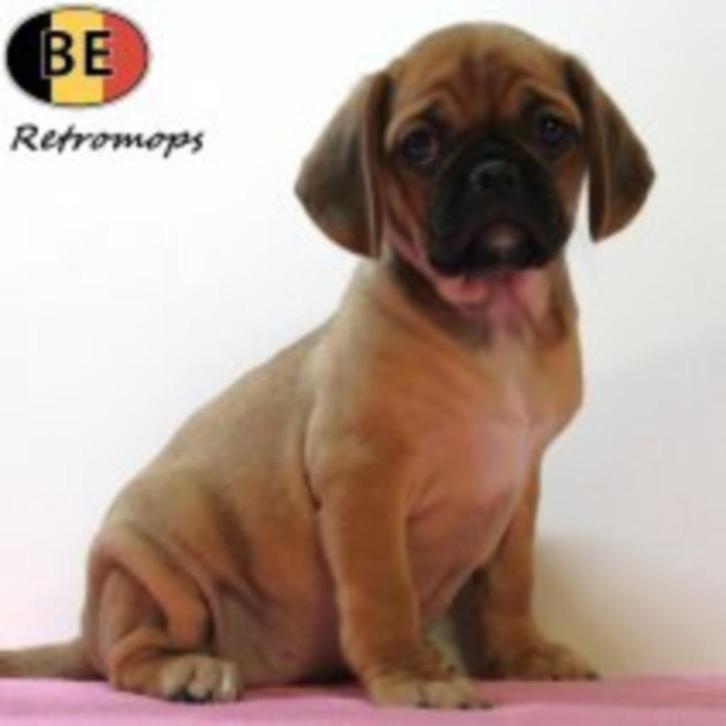 Lieve Retro Mops-teef te koop, Dieren en Toebehoren, Honden | Chihuahua's en Gezelschapshonden, Teef, Overige rassen, Handelaar