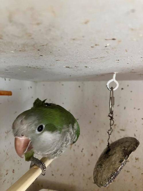 HALF TAMME MUISPARKIET NU 125 EURO, Dieren en Toebehoren, Vogels | Parkieten en Papegaaien, Papegaai, Meerdere dieren, Tam