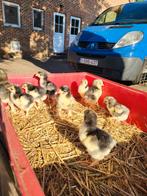 Mechelse koekkoek kuikens, Dieren en Toebehoren, Pluimvee