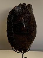 Taxidermie schilpad, Dieren en Toebehoren