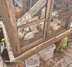 Te koop kippen ( 5 € / stuk ), Dieren en Toebehoren, Pluimvee