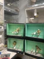 Glosters à vendre à Hasselt