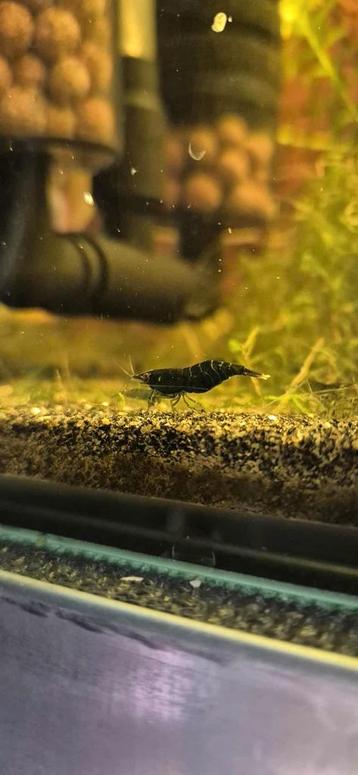 Green Jade garanaal (Neocaridina) beschikbaar voor biedingen