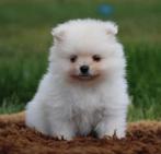 Pomeriaan pup 100% Raszuiver, België, Keeshond, CDV (hondenziekte), 8 tot 15 weken