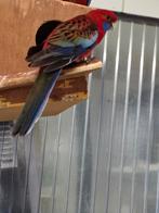 Pennant rosella, Dieren en Toebehoren, Geringd