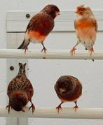 Roodfactor kanaries, Dieren en Toebehoren, Vogels | Kanaries, Meerdere dieren, Kleurkanarie