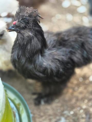 Mottled haan USA Zijdehoen beschikbaar voor biedingen
