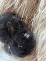 Heel mooie kleurdwerg!! Apart gefokt, Dieren en Toebehoren, Konijnen, Klein