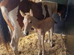 Veulen, Dieren en Toebehoren, Paarden, Merrie, Gechipt, 0 tot 2 jaar