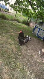 Brahma-haan, Dieren en Toebehoren