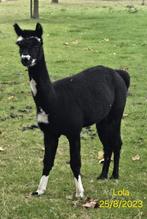 Alpaca merrie   , drachtig, Dieren en Toebehoren, Augustus, Vrouwelijk