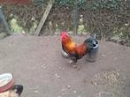 Marans tarwe haan, Dieren en Toebehoren, Pluimvee