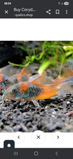 Corydoras venezuela orange locatie maastricht