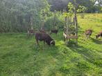 Soay dekram te koop of ruil, Dieren en Toebehoren, Schapen, Geiten en Varkens, Mannelijk, Schaap, 3 tot 5 jaar
