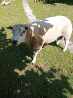 Drie jarige dekbok te koop, Mannelijk, Schaap, 3 tot 5 jaar
